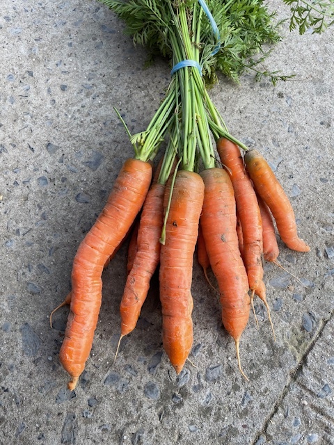 FVDA Carottes en botte