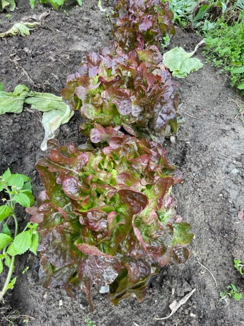 FVDA Feuille de chêne rouge