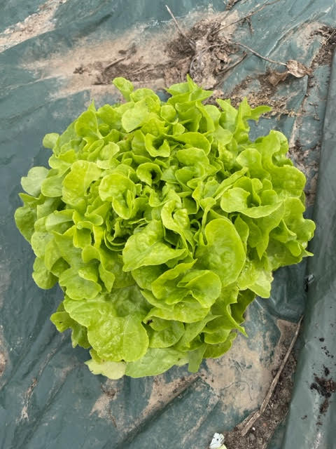 FVDA Feuille de chêne verte
