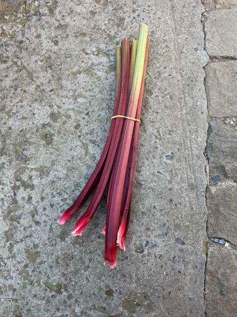 FVDA Rhubarbe
