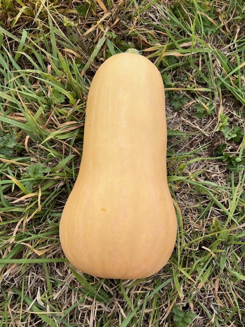 FVDA Butternut