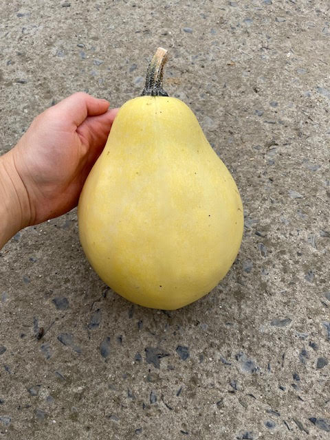 FVDA Courge spaghetti