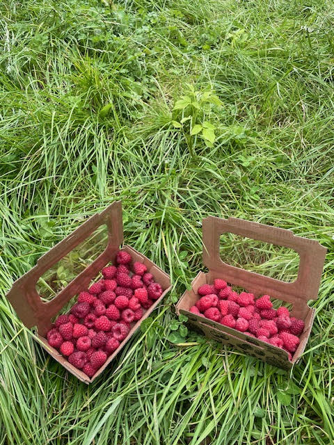 FVDA Framboises