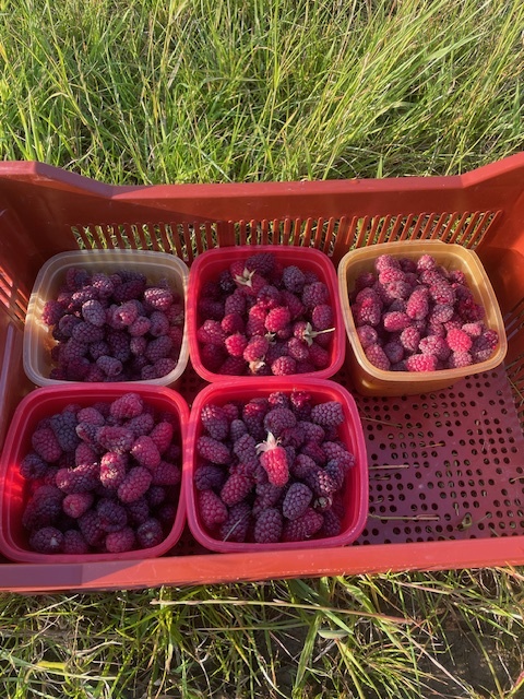 FVDA - Framboises tout venant