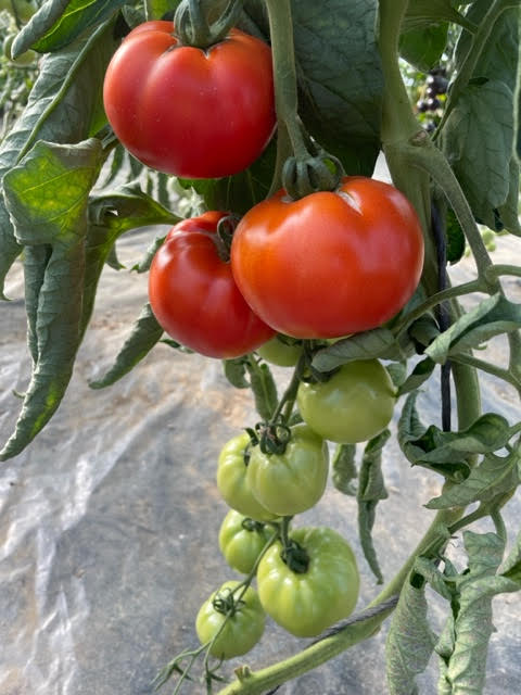 FVDA Tomates  rouges mix variétés 