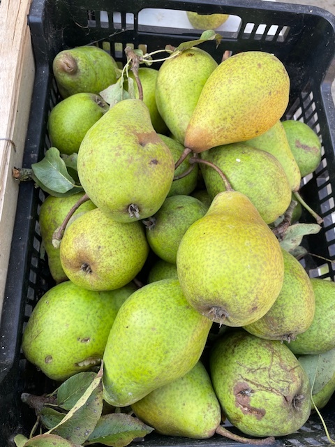 FVDA Poires du verger variété inconnue