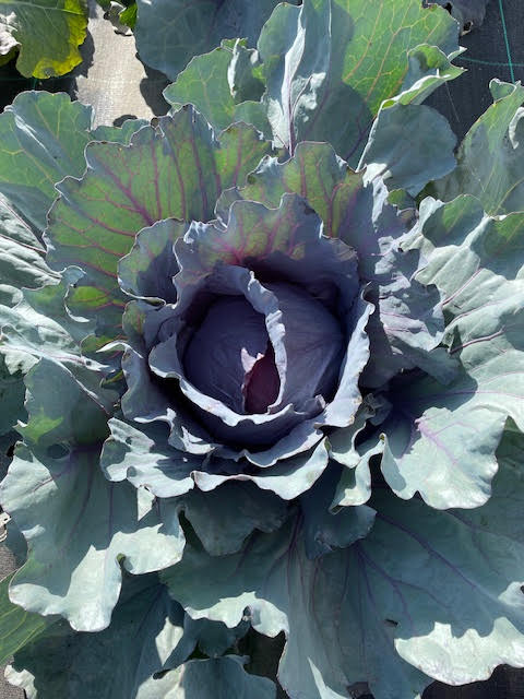 FVDA Chou rouge (+ ou - 3 kg)