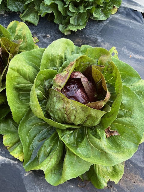 FVDA Radicchio