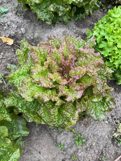 FVDA Salade rouge grenobloise