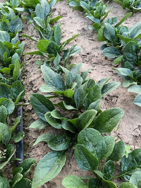 [FVDA086] FVDA FVDA Epinards jeunes feuilles 400g