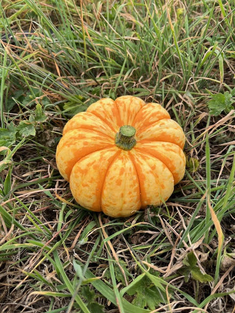 FVDA Courge Sam bicolor +ou- 500g