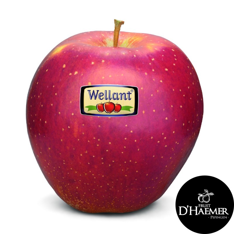 MAR Pomme Wellant [D'Haemer – Pepingen]