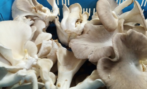 FDT Pleurotes