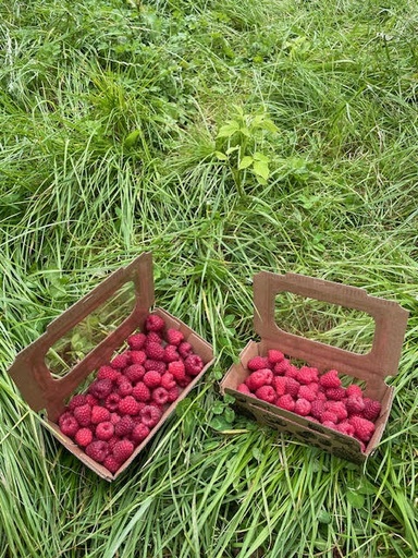 FVDA Framboises