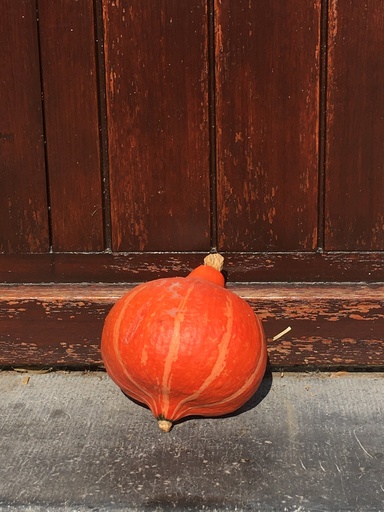 FVDA Potimarron