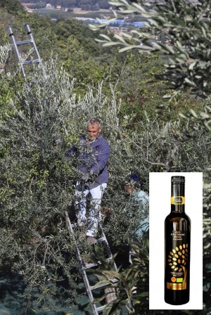 [FAT021] FAT E03. Huile d'Olive Extra-Vierge BIO DOP 500mL DERNIÈRES BOUTEILLES de la campagne oléicole 2024-2025