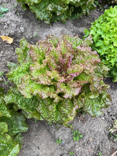 [FVDA082] FVDA Salade rouge grenobloise