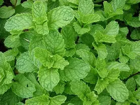 [GGS113] GGS Menthe fraiche bouquet